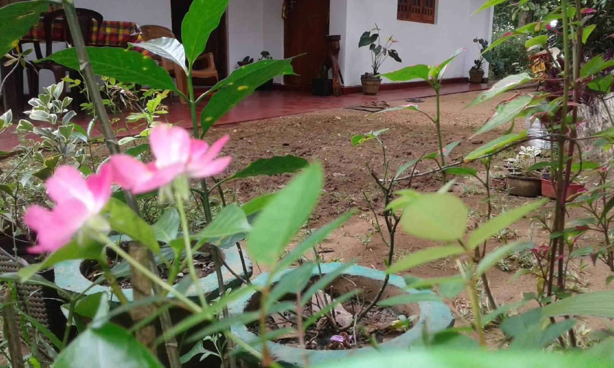 Winstar Homestay Sigirîya Extérieur photo