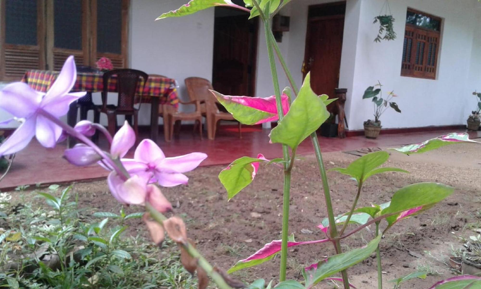 Winstar Homestay Sigirîya Extérieur photo