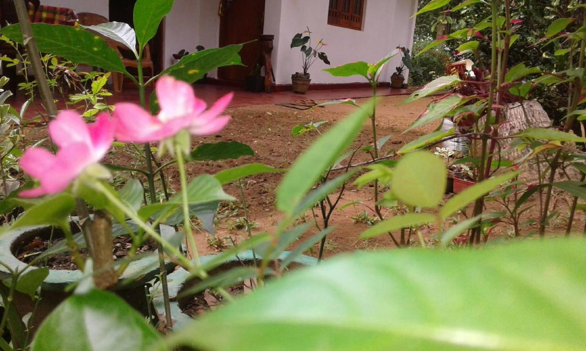 Winstar Homestay Sigirîya Extérieur photo