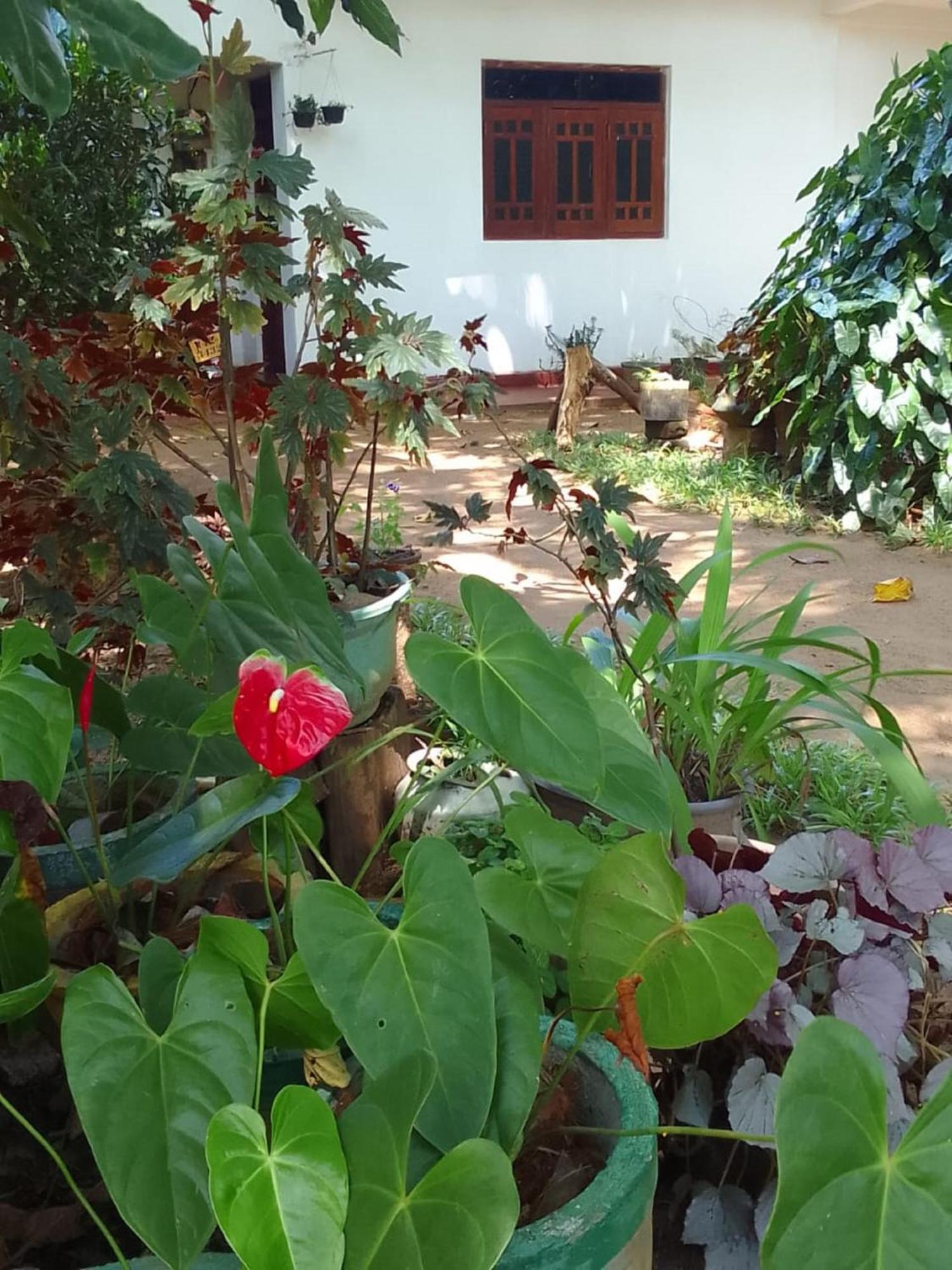 Winstar Homestay Sigirîya Extérieur photo